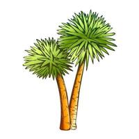 sabal palm exotisch tropisch bomen kleur vector