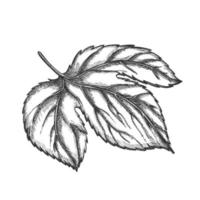 kleur hop blad Bij baseren is handvormig drielobbig vector