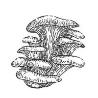 pleurotus paddestoel schetsen hand- getrokken vector