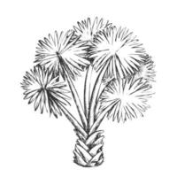 palm blad boom Texas palmetto monochroom vector
