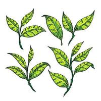 thee groen blad reeks schetsen hand- getrokken vector