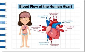 bloedstroom van menselijk hart diagram vector