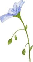 blauw linnen weide bloem geïsoleerd Aan wit waterverf illustratie vector