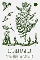 vector tekeningen van colutea caspica . hand- getrokken illustratie. Latijns naam sphaerophysa salsula.
