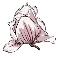 magnolia bloem Aan wit achtergrond, vector illustratie