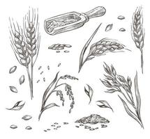 aartjes van tarwe, graan en gewassen landbouw vector