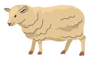 schapen boerderij dier, productie van wol en vlees vector