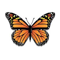 Open Vleugels vlinder in vector