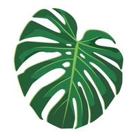 groen realistisch monstera bladeren geïsoleerd Aan wit voor collage compilatie. vector illustratie.