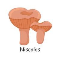 niscalos. paddestoel. geïsoleerd Aan wit achtergrond. Woud. voor uw ontwerp. vector