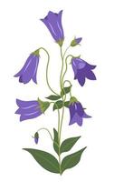 klokje plant, campanula in bloesem vector