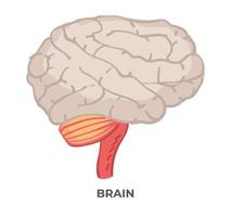 hersenen orgaan, anatomie en biologie lessen of studie vector