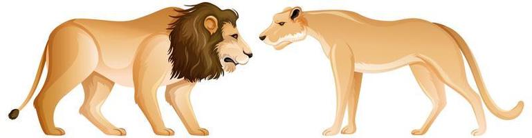 leeuw en leeuwin in staande positie op witte achtergrond vector