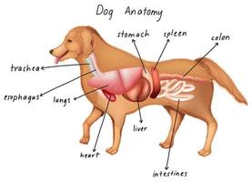 anatomie van een hond vector