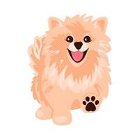 wandelen hond. schattig pommeren spits. vector illustratie