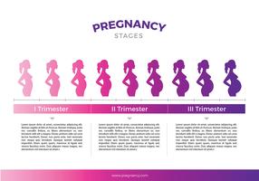 Zwangerschap Stages Sjabloon Gratis Vector
