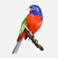 kleine veelkleurige tropische heldere vogel met een mooie rode borst vector