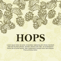 Hop plant achtergrond vector