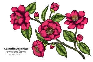 hand getrokken roze camellia japonica bloem vector