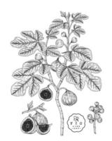 vijgenfruit hand getrokken botanische illustraties. vector