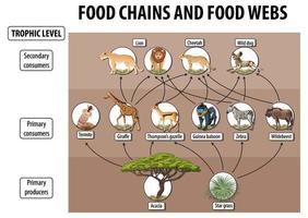 onderwijsaffiche van biologie voor voedselwebben en voedselketendiagram vector