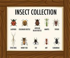 set van insecten collectie banner op houten tafel vector