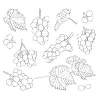 seth. druiven, bladeren, Liaan. hand getekend vector kleuren.