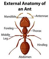 externe anatomie van een mier op witte achtergrond vector