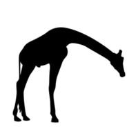 vector silhouet van een giraffe. giraffe vector. giraffe vector silhouet. giraffen silhouet.