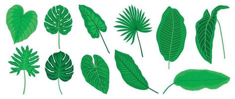 hand- geschilderd tropisch bladeren vector set. botanisch verschillend type exotisch gebladerte, oerwoud plant, monstera en palm bladeren geïsoleerd Aan wit achtergrond. ontwerp voor kunstmatig, Product, spa, decoratie.