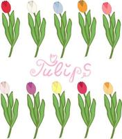 reeks van kleurrijk tulpen vector