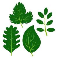 reeks van vier groen bladeren Aan wit achtergrond. vector illustratie