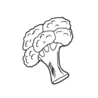 tekening icoon broccoli. vers tekenfilm groente geïsoleerd Aan wit achtergrond gebruikt voor tijdschrift, boek, poster, kaart, menu omslag, web Pagina's. biologisch voedsel veganistisch concept. vector