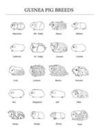 Guinea varken rassen poster in lijn stijl. huisdier knaagdieren verzameling en pictogrammen. geïsoleerd vector zwart lijn met verschillend rassen