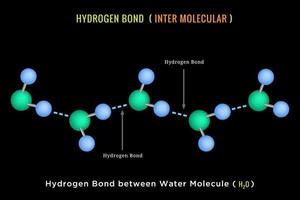 waterstof band, onder moleculair waterstof binding tussen water molecuul vector
