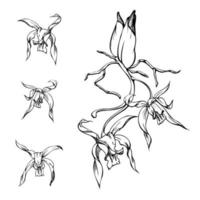 hand- getrokken vector inkt orchidee bloemen, stengels, bladeren, monochroom, gedetailleerd schets. samenstelling met takken. geïsoleerd Aan wit achtergrond. ontwerp voor muur kunst, bruiloft, afdrukken, tatoeëren, omslag, kaart.