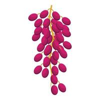 druiven datum fruit icoon isometrische vector. voedsel palm vector