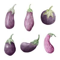 aubergine, aubergine en kool groente vers en gezond voor veganistisch en pep. vector