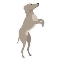 springen windhond icoon tekenfilm vector. hond dier vector