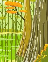 congaree nationaal park in zuid-carolina columbia vector