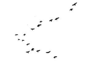 vliegend vogelstand silhouetten Aan geïsoleerd achtergrond. vector illustratie. geïsoleerd vogel vliegen. vrij vector