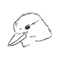 kookaburra vogel vector schetsen