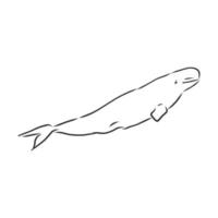 beluga vis vector schetsen