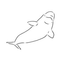 beluga vis vector schetsen