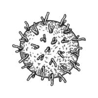 hand- getrokken rhinovirus geïsoleerd Aan wit achtergrond. realistisch gedetailleerd wetenschappelijk vector illustratie in schetsen stijl