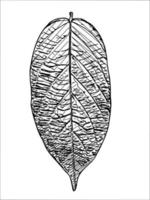 vector illustratie van blad vorm