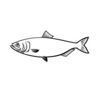 blueback haring of blueback shad alosa aestivalis zijaanzicht stencil zwart en wit vector