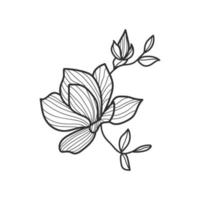 collectie bosvaren eucalyptus kunst gebladerte natuurlijke bladeren kruiden in lijnstijl. decoratieve schoonheid elegante illustratie voor ontwerp handgetekende bloem vector