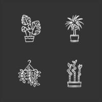 gedomesticeerde planten krijt witte pictogrammen ingesteld op zwarte achtergrond. kamerplanten. decoratieve kamerplanten. huisdecoratie. pothos, dracaena. monstera, lucky bamboo. geïsoleerde vectorbordillustraties vector