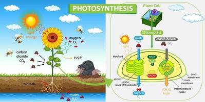 diagram dat proces van fotosynthese in plant toont vector